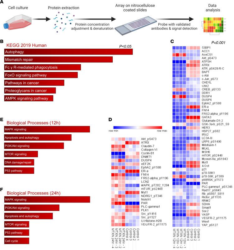 https://cdn.ncbi.nlm.nih.gov/pmc/blobs/7299/10721147/f2d377a5ef8e/jci-133-161142-g046.jpg