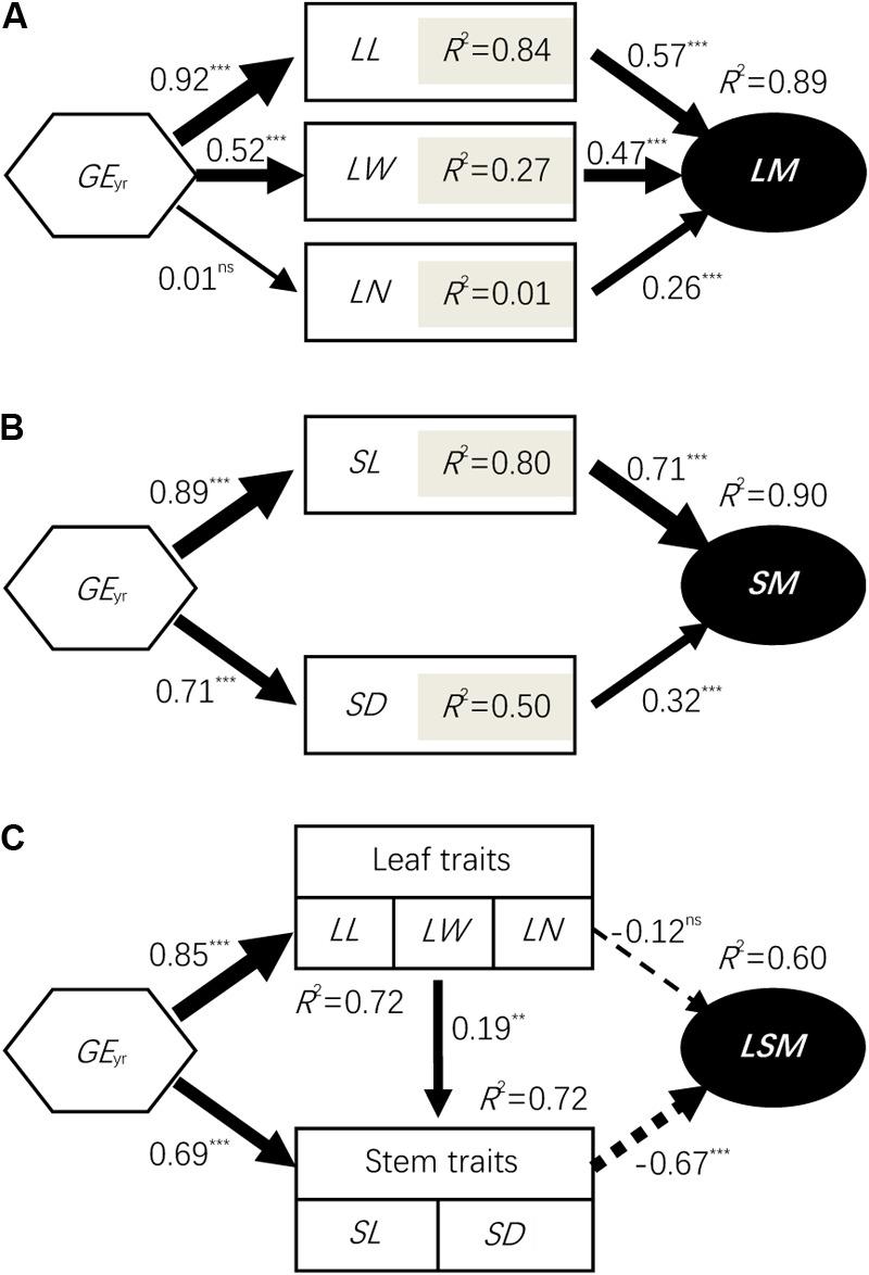 https://cdn.ncbi.nlm.nih.gov/pmc/blobs/729b/5857597/7fde9251b082/fpls-09-00295-g003.jpg