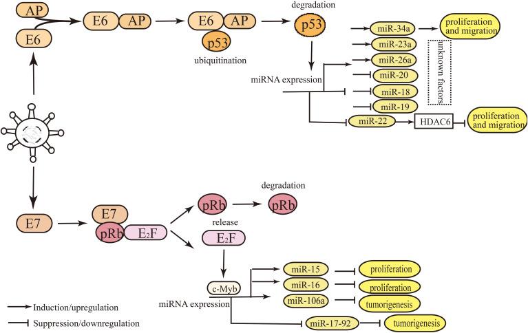https://cdn.ncbi.nlm.nih.gov/pmc/blobs/729c/10090466/865565faddf0/fonc-13-1122982-g003.jpg