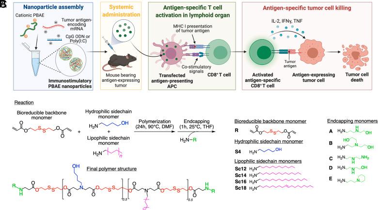 https://cdn.ncbi.nlm.nih.gov/pmc/blobs/729c/10293809/a720f9fe623d/pnas.2301606120fig01.jpg