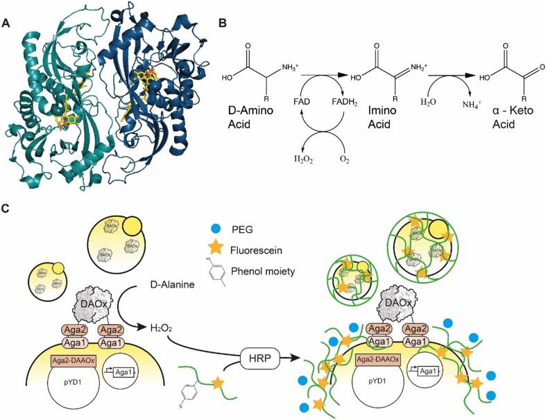 https://cdn.ncbi.nlm.nih.gov/pmc/blobs/729c/10366730/3798fd7a0c85/d3re00002h-f1.jpg