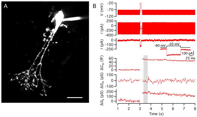 https://cdn.ncbi.nlm.nih.gov/pmc/blobs/729f/11717719/37374ee18a61/BioProtoc-15-1-5147-g007.jpg