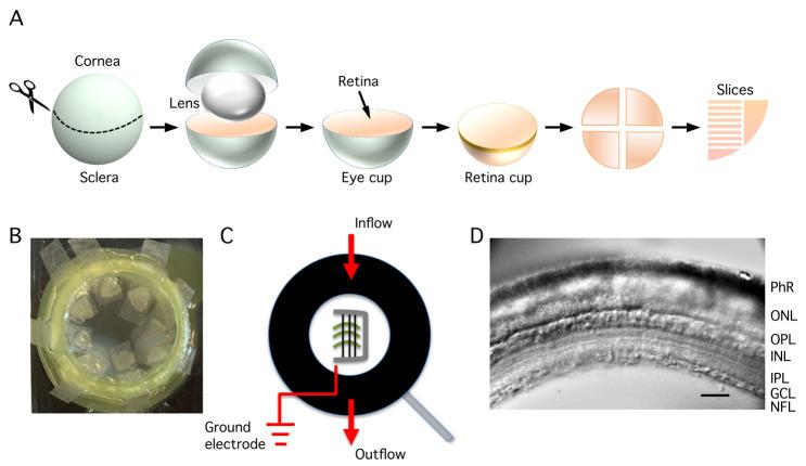 https://cdn.ncbi.nlm.nih.gov/pmc/blobs/729f/11717719/a0494e8156a3/BioProtoc-15-1-5147-g003.jpg