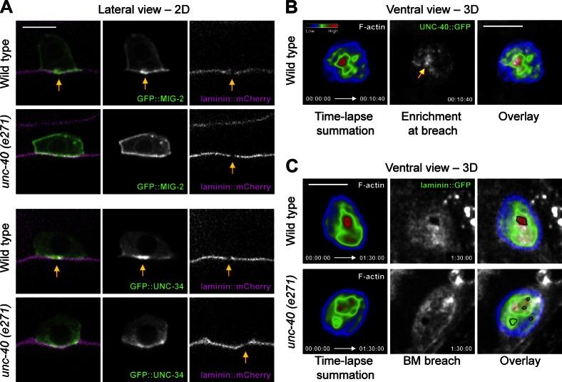 https://cdn.ncbi.nlm.nih.gov/pmc/blobs/72a3/3678161/fca7634eb4ff/JCB_201301091_Fig5.jpg