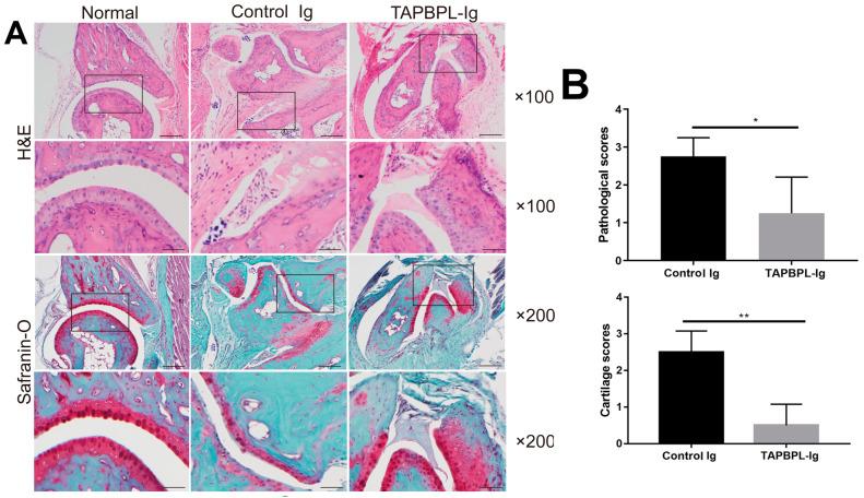 https://cdn.ncbi.nlm.nih.gov/pmc/blobs/72a5/10530323/2557b26d240a/ijms-24-13772-g002.jpg