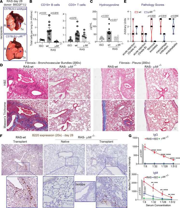 https://cdn.ncbi.nlm.nih.gov/pmc/blobs/72a5/7714414/2814a42dcf92/jciinsight-5-136533-g106.jpg