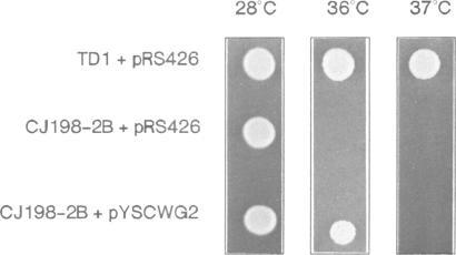 https://cdn.ncbi.nlm.nih.gov/pmc/blobs/72a6/413790/f8eaef5ce2ad/emboj00085-0348-b.jpg