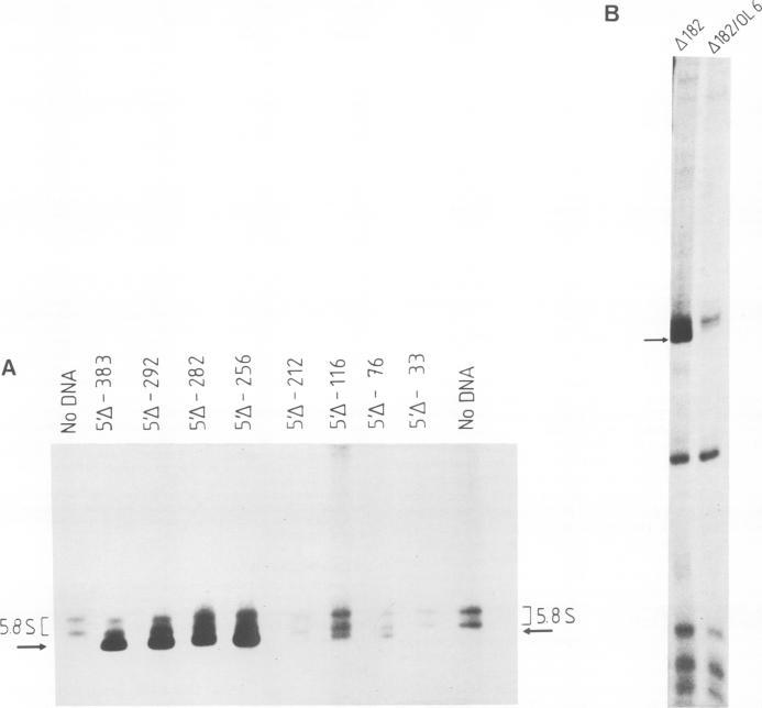 https://cdn.ncbi.nlm.nih.gov/pmc/blobs/72aa/554379/ced1b0eb3777/emboj00271-0176-a.jpg