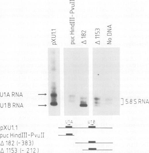 https://cdn.ncbi.nlm.nih.gov/pmc/blobs/72aa/554379/f44b0d809645/emboj00271-0175-a.jpg