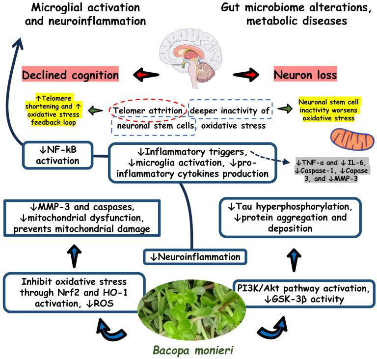 https://cdn.ncbi.nlm.nih.gov/pmc/blobs/72af/11047749/aac9c8c78897/antioxidants-13-00393-g003.jpg