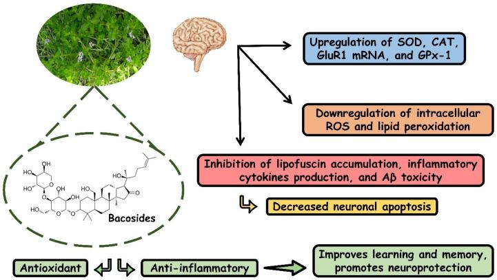 https://cdn.ncbi.nlm.nih.gov/pmc/blobs/72af/11047749/b504515c1c1a/antioxidants-13-00393-g004.jpg