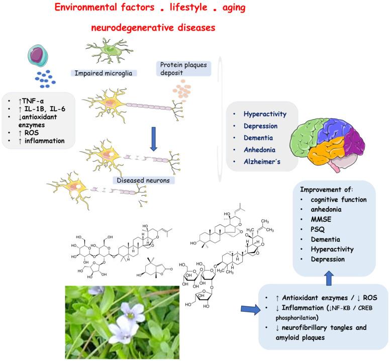 https://cdn.ncbi.nlm.nih.gov/pmc/blobs/72af/11047749/f227de60ab77/antioxidants-13-00393-g006.jpg