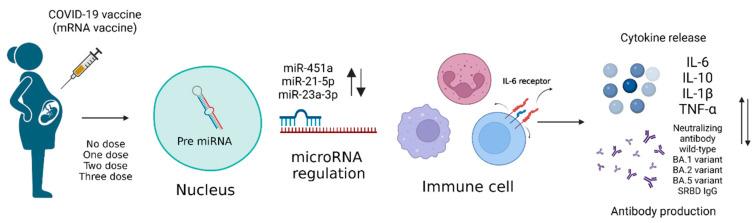 https://cdn.ncbi.nlm.nih.gov/pmc/blobs/72af/11209245/ed6f70dc5d73/vaccines-12-00658-g001.jpg