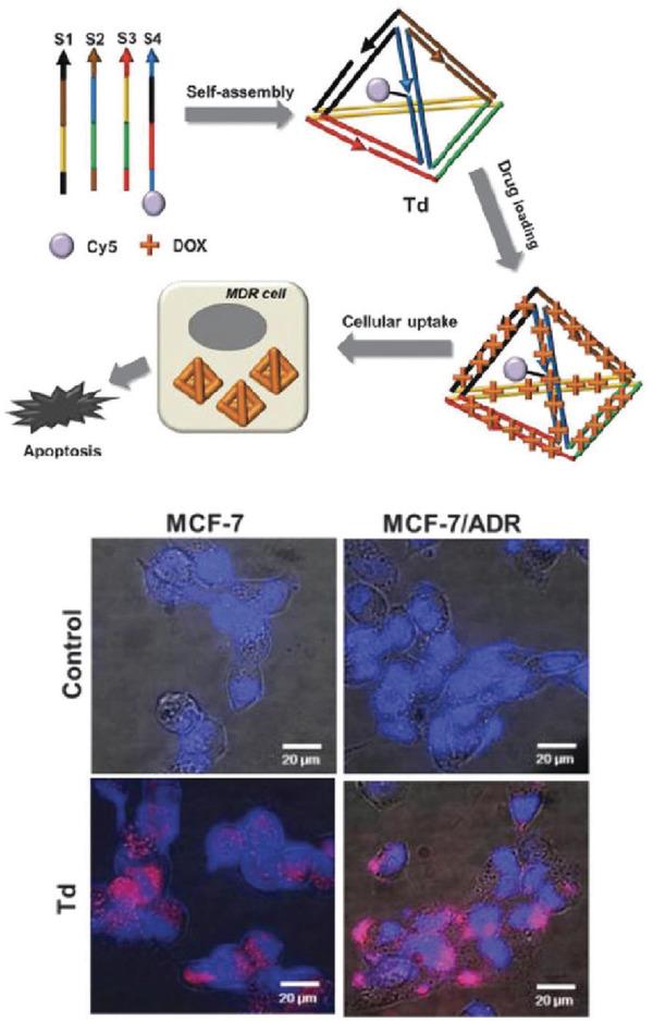 https://cdn.ncbi.nlm.nih.gov/pmc/blobs/72b0/9285959/11a8212f0e7e/ADHM-8-1801546-g018.jpg
