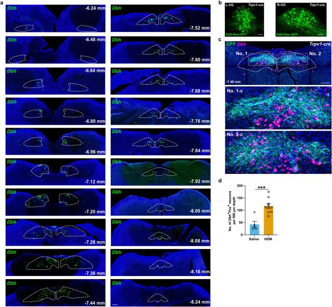 https://cdn.ncbi.nlm.nih.gov/pmc/blobs/72b1/11254774/4e083740d301/41586_2024_7608_Fig11_ESM.jpg