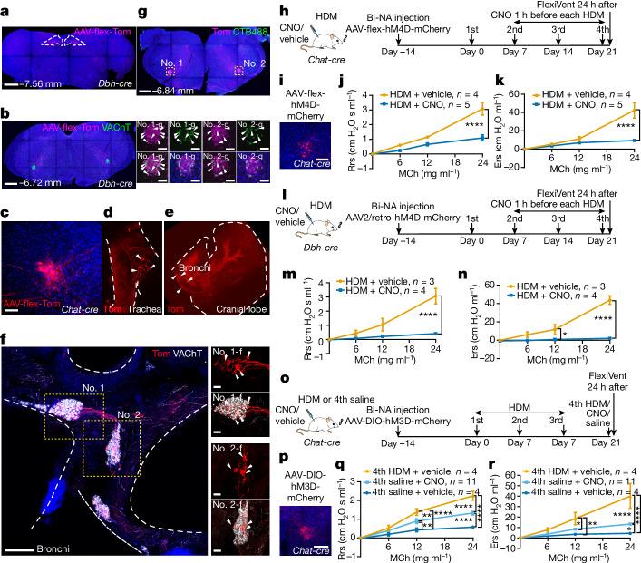 https://cdn.ncbi.nlm.nih.gov/pmc/blobs/72b1/11254774/db5dd045e25f/41586_2024_7608_Fig5_HTML.jpg
