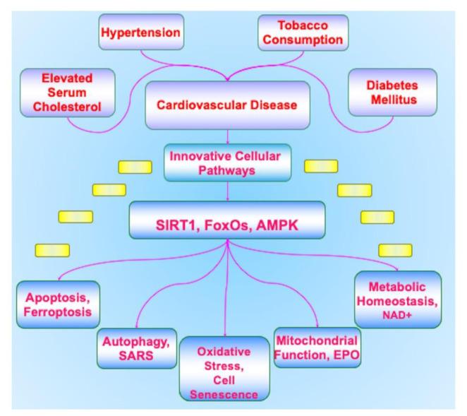https://cdn.ncbi.nlm.nih.gov/pmc/blobs/72b9/10427777/8829b034d795/EXCLI-22-690-g-001.jpg