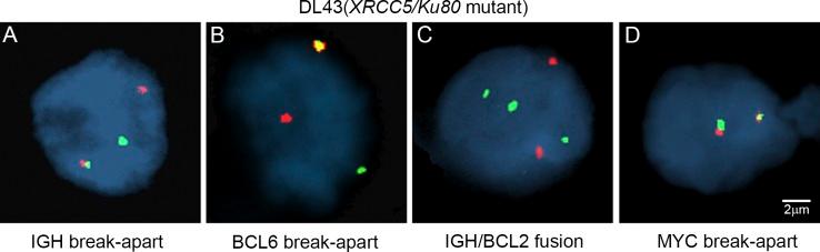 https://cdn.ncbi.nlm.nih.gov/pmc/blobs/72be/3754869/37d88338036d/JEM_20122842_Fig4.jpg