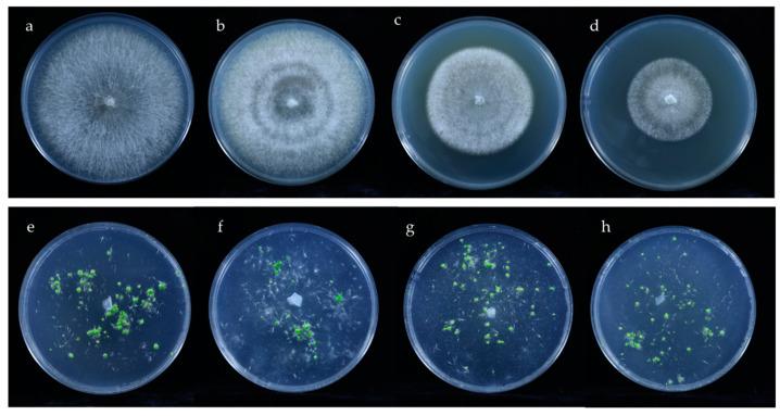 https://cdn.ncbi.nlm.nih.gov/pmc/blobs/72be/9503211/1ce1c0e6fa84/microorganisms-10-01841-g004.jpg