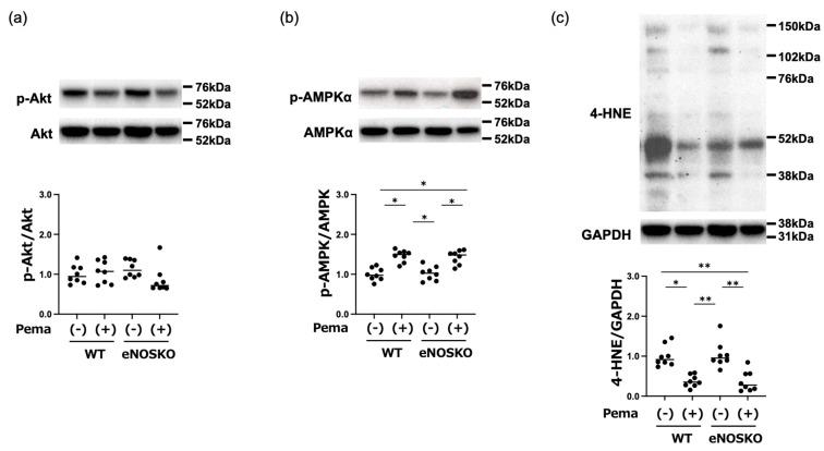 https://cdn.ncbi.nlm.nih.gov/pmc/blobs/72bf/12292507/20b11fef12fd/antioxidants-14-00891-g005.jpg