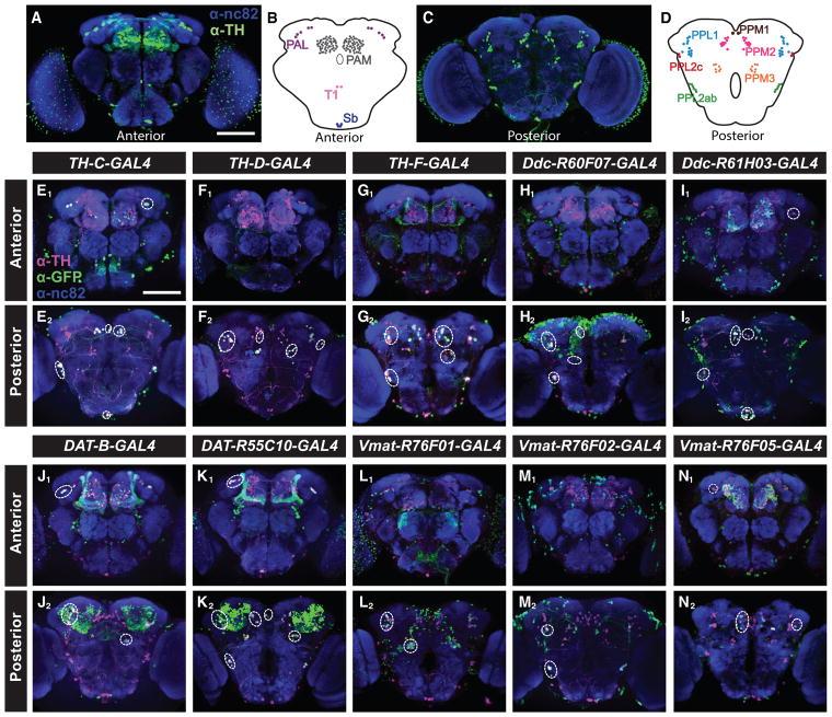 https://cdn.ncbi.nlm.nih.gov/pmc/blobs/72bf/5962273/0a8ad5dd8e0c/nihms961956f1.jpg