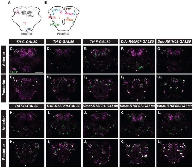 https://cdn.ncbi.nlm.nih.gov/pmc/blobs/72bf/5962273/2f9fe2a3ad06/nihms961956f2.jpg