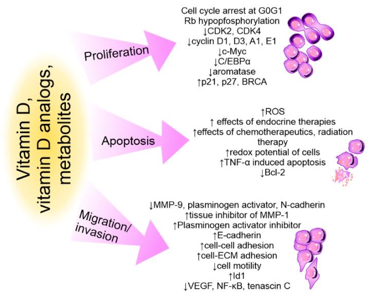 https://cdn.ncbi.nlm.nih.gov/pmc/blobs/72c1/9367508/371ef7b1f32b/cancers-14-03649-g005.jpg