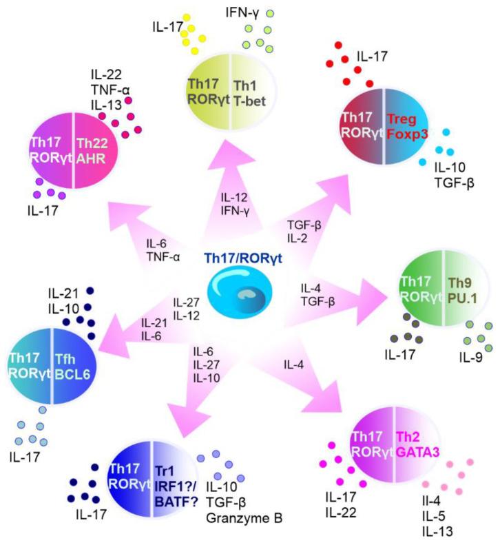 https://cdn.ncbi.nlm.nih.gov/pmc/blobs/72c1/9367508/507145a901bf/cancers-14-03649-g003.jpg