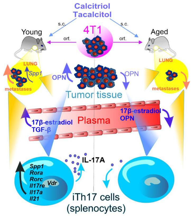 https://cdn.ncbi.nlm.nih.gov/pmc/blobs/72c1/9367508/747563b6dfdb/cancers-14-03649-g007.jpg