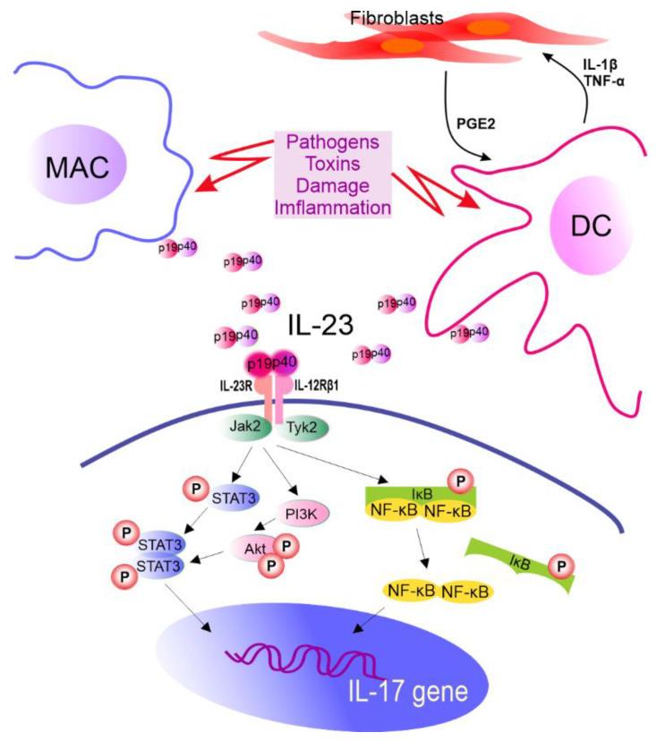 https://cdn.ncbi.nlm.nih.gov/pmc/blobs/72c1/9367508/9dd22711019a/cancers-14-03649-g002.jpg