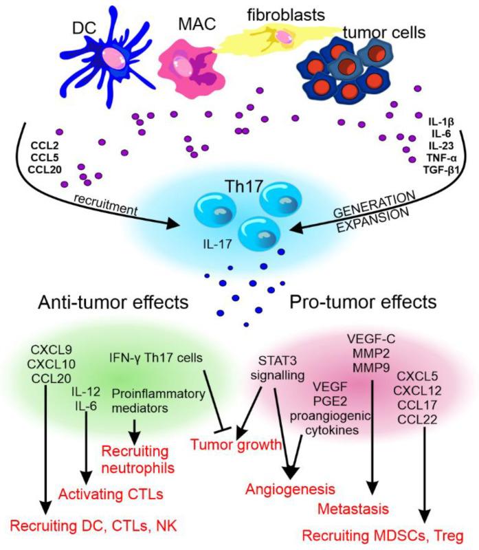 https://cdn.ncbi.nlm.nih.gov/pmc/blobs/72c1/9367508/d7800d6076f5/cancers-14-03649-g004.jpg