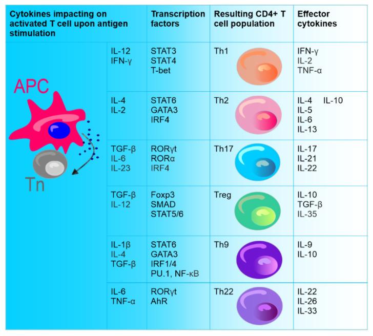 https://cdn.ncbi.nlm.nih.gov/pmc/blobs/72c1/9367508/e70df932ec2b/cancers-14-03649-g001.jpg