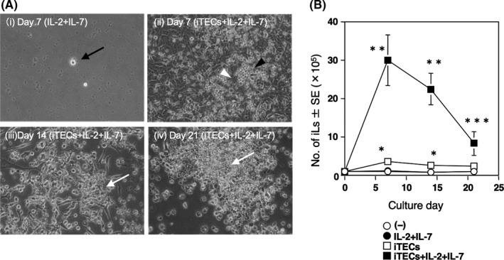https://cdn.ncbi.nlm.nih.gov/pmc/blobs/72c6/8581322/d5ee922ad503/JCMM-25-10604-g005.jpg