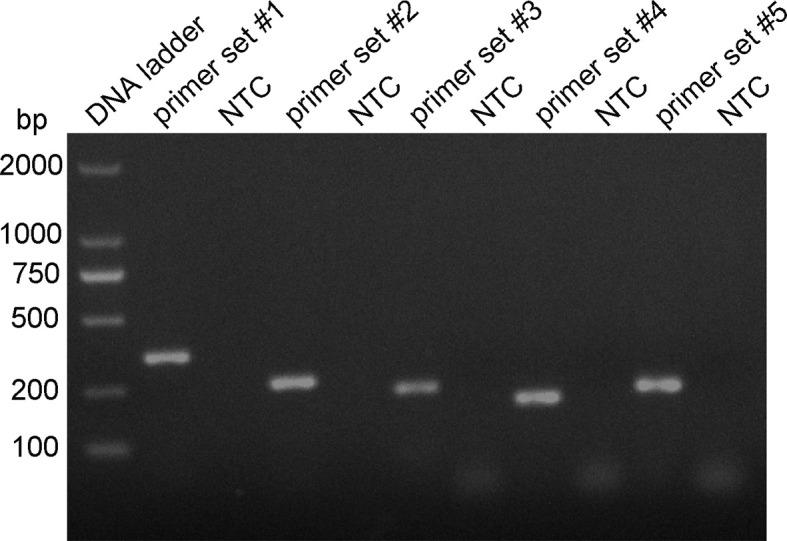 https://cdn.ncbi.nlm.nih.gov/pmc/blobs/72ca/9174636/d4496ef31b7a/fcimb-12-895261-g002.jpg