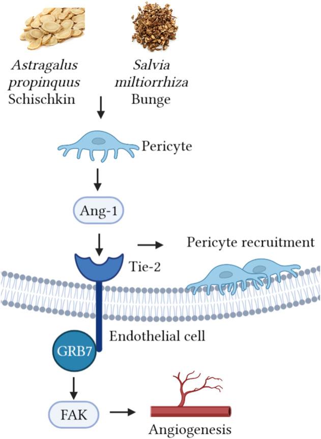 https://cdn.ncbi.nlm.nih.gov/pmc/blobs/72ca/9868545/fa164fce8de8/fphar-13-1103557-g005.jpg