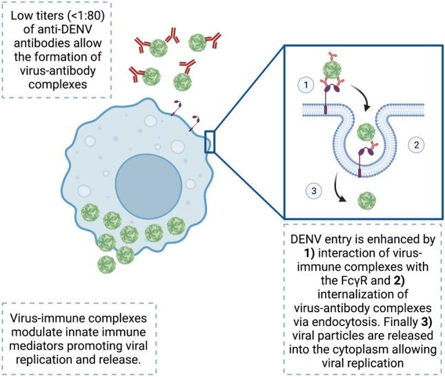 https://cdn.ncbi.nlm.nih.gov/pmc/blobs/72cb/9148870/3774701b76c9/40259_2022_531_Fig3_HTML.jpg
