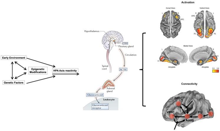 https://cdn.ncbi.nlm.nih.gov/pmc/blobs/72ce/4066368/a14b3e067b15/fpsyt-05-00071-g001.jpg