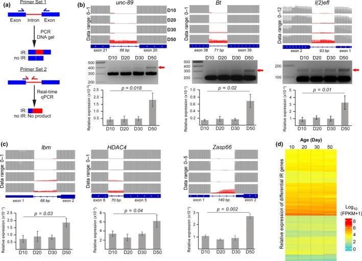 https://cdn.ncbi.nlm.nih.gov/pmc/blobs/72cf/6516162/ccb859101397/ACEL-18-e12928-g002.jpg