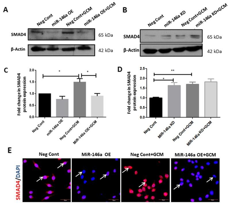 https://cdn.ncbi.nlm.nih.gov/pmc/blobs/72d3/5982777/78951e8c6435/oncotarget-09-24950-g008.jpg