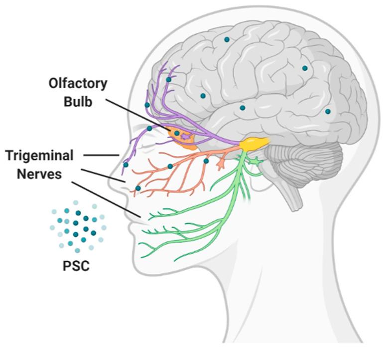 https://cdn.ncbi.nlm.nih.gov/pmc/blobs/72d8/7762150/4e96d2273445/pharmaceutics-12-01183-g007.jpg