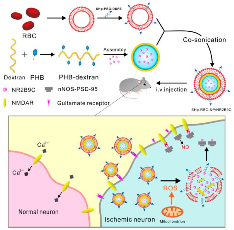 https://cdn.ncbi.nlm.nih.gov/pmc/blobs/72d8/7762150/c6d429d0b739/pharmaceutics-12-01183-g005.jpg