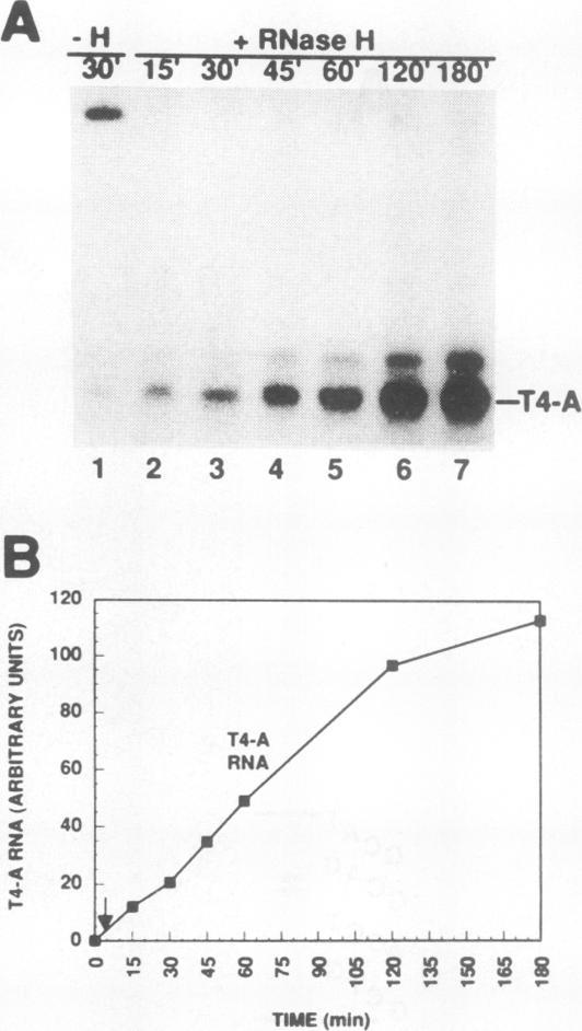 https://cdn.ncbi.nlm.nih.gov/pmc/blobs/72d9/364398/e33cd1333c02/molcellb00027-0376-a.jpg