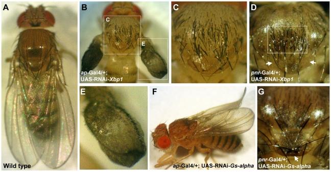 https://cdn.ncbi.nlm.nih.gov/pmc/blobs/72da/2921152/8c8957c2ddcc/pgen.1001063.g005.jpg