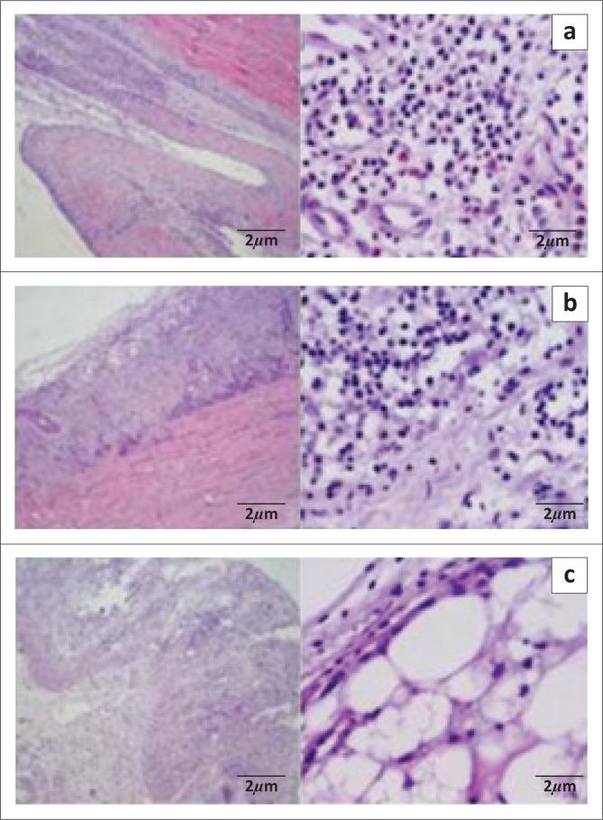 https://cdn.ncbi.nlm.nih.gov/pmc/blobs/72da/6893155/932a4a34132f/JSAVA-90-1970-g003.jpg