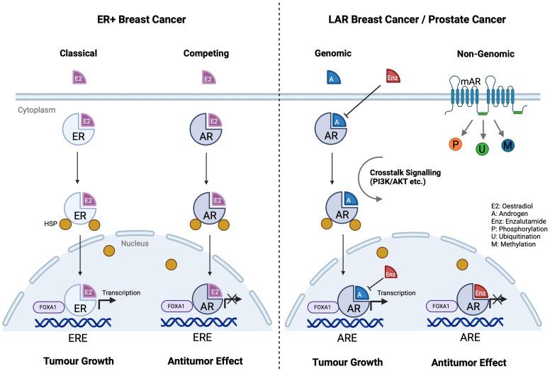 https://cdn.ncbi.nlm.nih.gov/pmc/blobs/72db/11165033/c7cd1bf64cab/fimmu-15-1416941-g003.jpg
