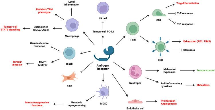 https://cdn.ncbi.nlm.nih.gov/pmc/blobs/72db/11165033/fbf7d137d620/fimmu-15-1416941-g004.jpg