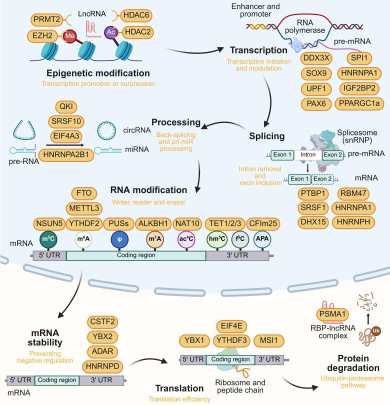 https://cdn.ncbi.nlm.nih.gov/pmc/blobs/72db/12036871/0f8eb23ae2bd/thnov15p5238g003.jpg