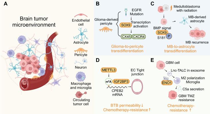 https://cdn.ncbi.nlm.nih.gov/pmc/blobs/72db/12036871/37c19dc8841b/thnov15p5238g005.jpg