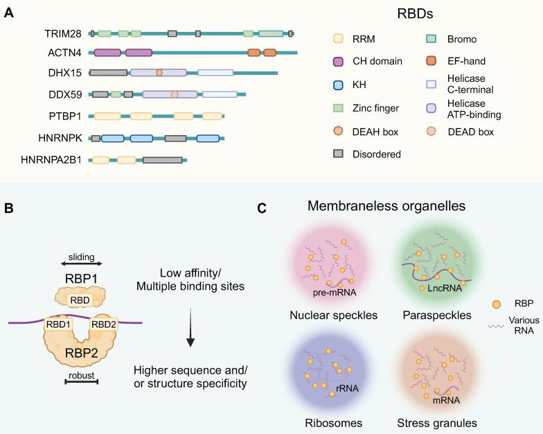 https://cdn.ncbi.nlm.nih.gov/pmc/blobs/72db/12036871/96976e60b527/thnov15p5238g001.jpg