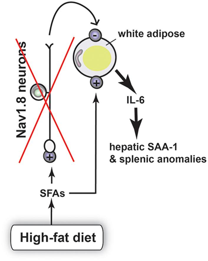https://cdn.ncbi.nlm.nih.gov/pmc/blobs/72dc/5641637/bda242f8cb75/fx1.jpg